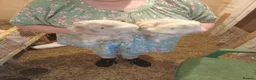 Guinea Pig rodents for sale: Sheltie boars  - Advert 7