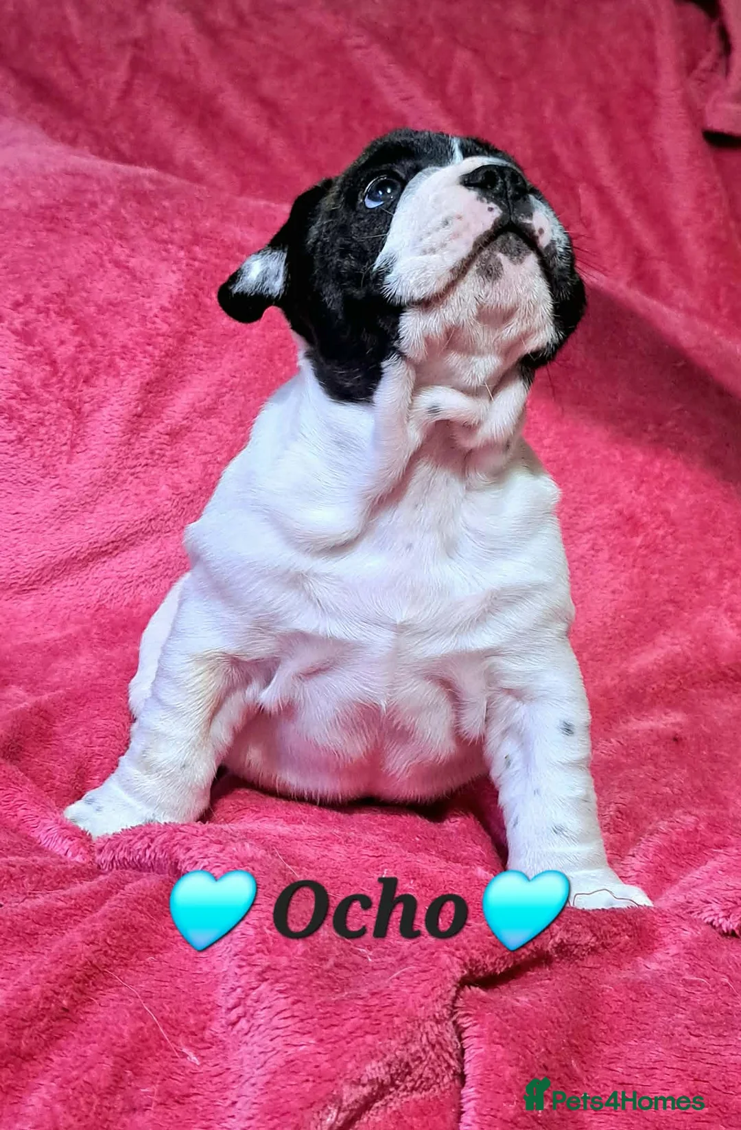 Mixed Breed dogs for sale: (English bulldog) Frenglish - Advert 6