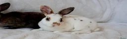 Rex rabbits for sale: Gorgeous mini rex boys.  in Kettering - Advert 5