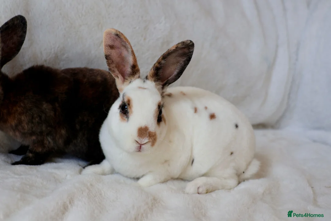 Rex rabbits for sale: Gorgeous mini rex boys.  in Kettering - Advert 5