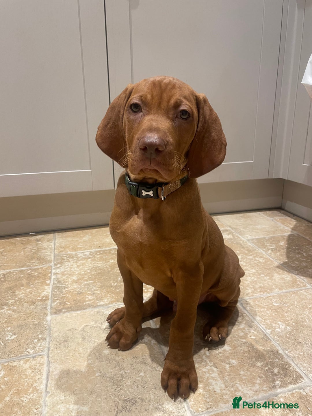 Hungarian Vizsla dogs for sale: 1 male KC registered Hungarian Vizla for sale  - Advert 11