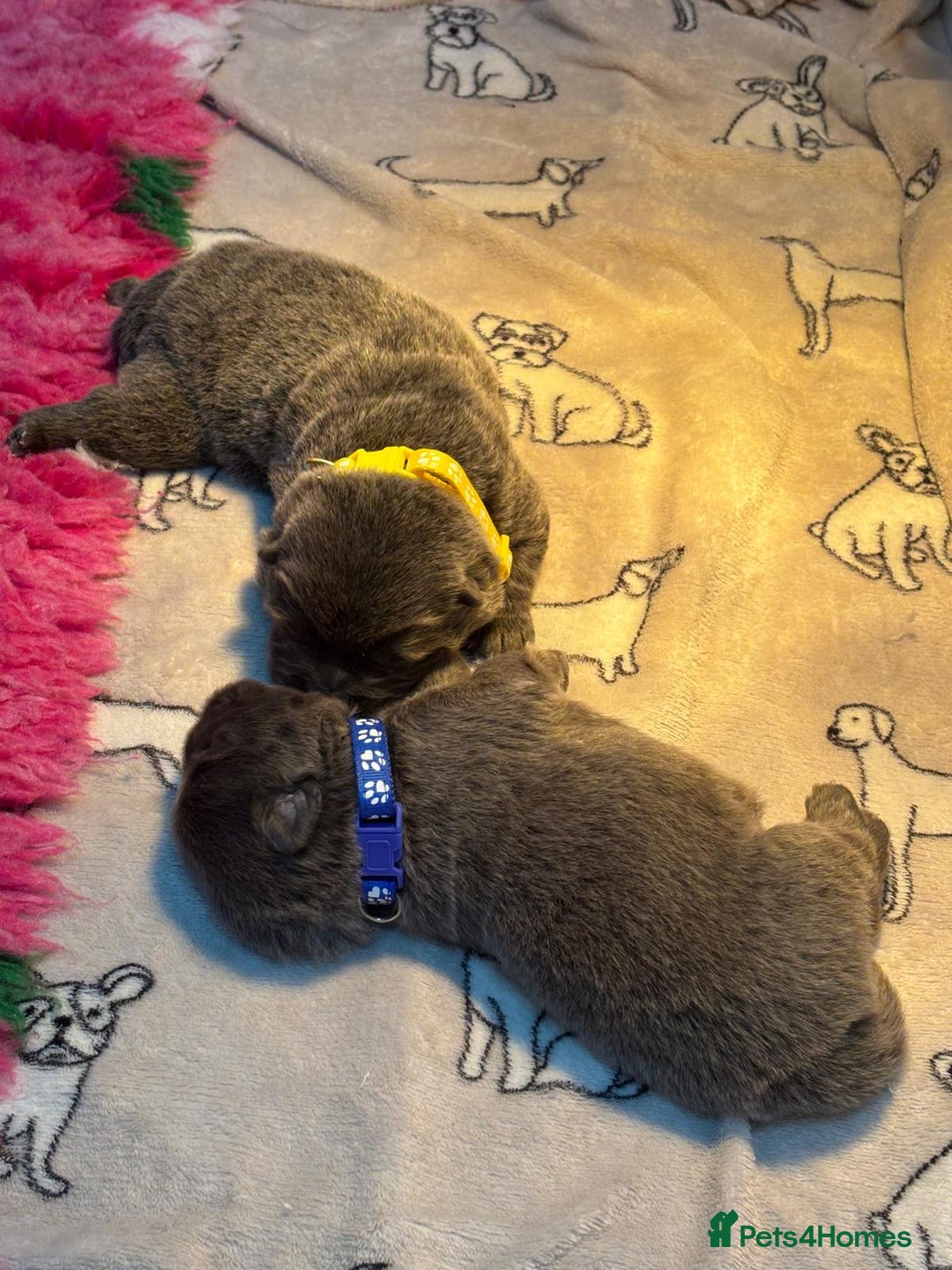 Chow Chow dogs for sale: Beautiful blue chow chow litter 💙 - Image 12