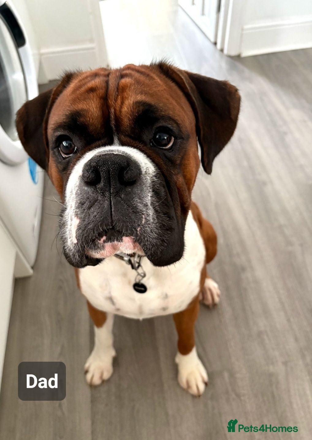Boxer dogs 💥 KC Reg Boxer Puppies 💥 - Advert 2