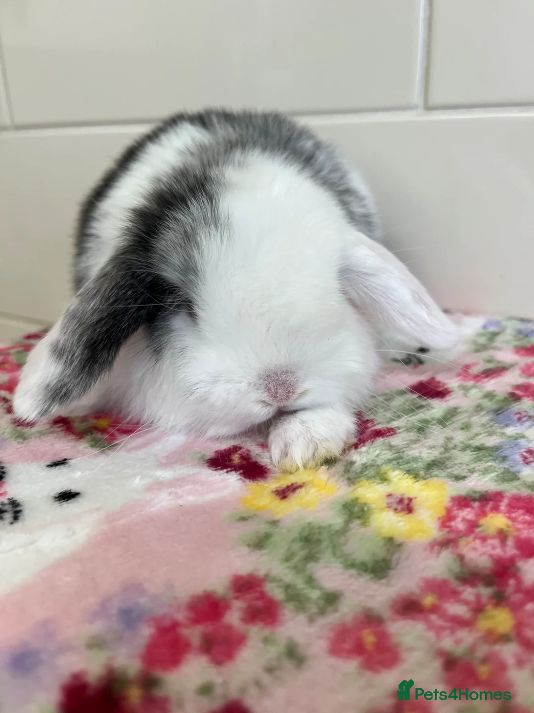 Mini Lop rabbits for sale: Beautiful litter of mini lop babies for sale  - Advert 2