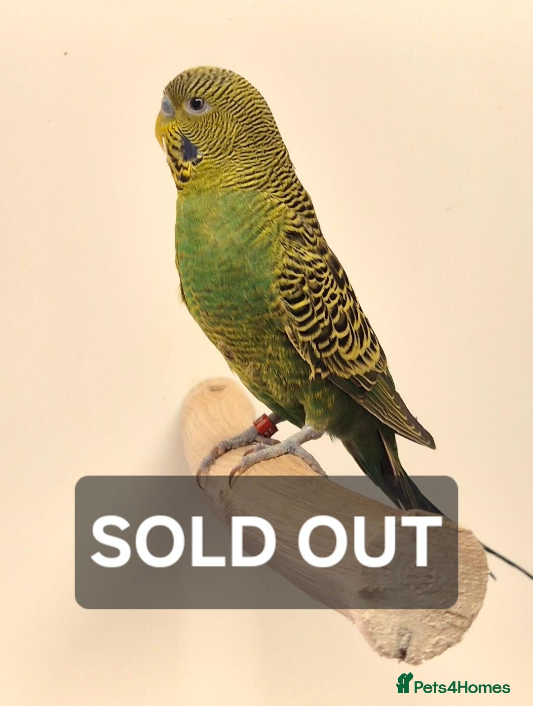 Budgerigars birds available Pet, breeding or tamed - Advert 2