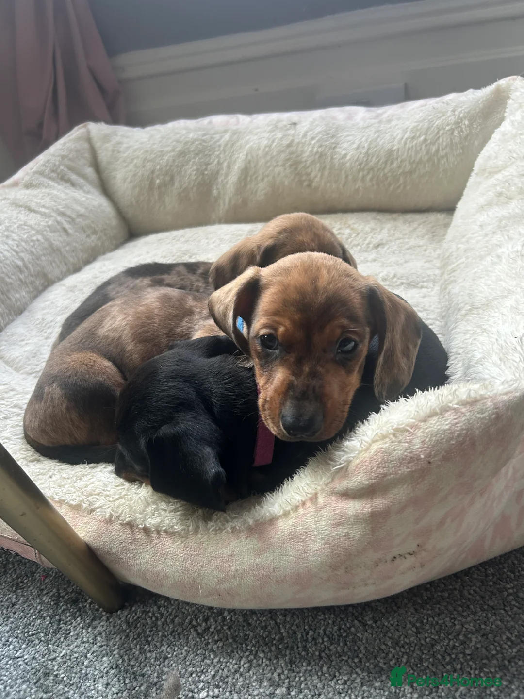 Miniature Dachshund dogs for sale: STRIKING KC REGISTERED DAPPLE MINI DACHSHUNDS  - Advert 2