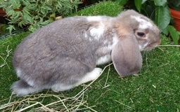 French Lop rabbits for sale: Giant French Lop Planned Litters - Vaccinated   - Image 17