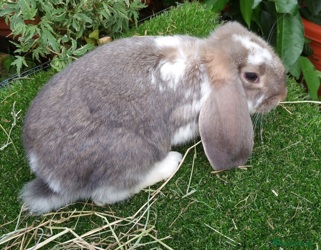 French Lop rabbits for sale: Giant French Lop Planned Litters - Vaccinated   - Image 17