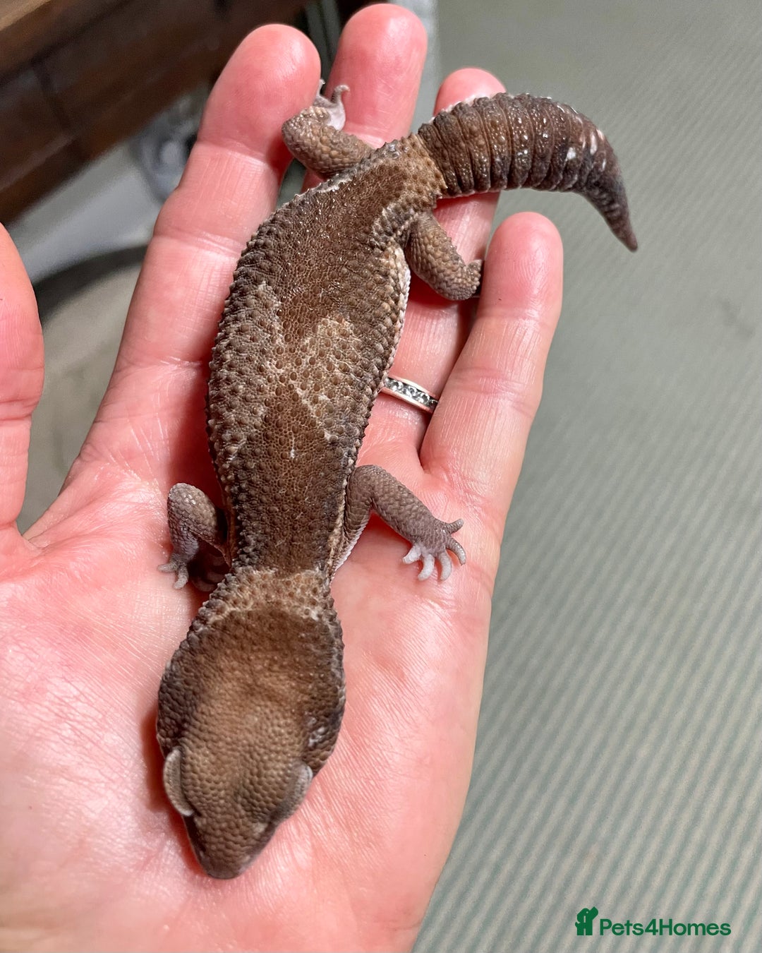 Gecko reptiles for sale: Breeding pair of African Fat Tailed Geckos  - Image 3