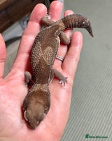 Gecko reptiles Breeding pair of African Fat Tailed Geckos - Advert 4