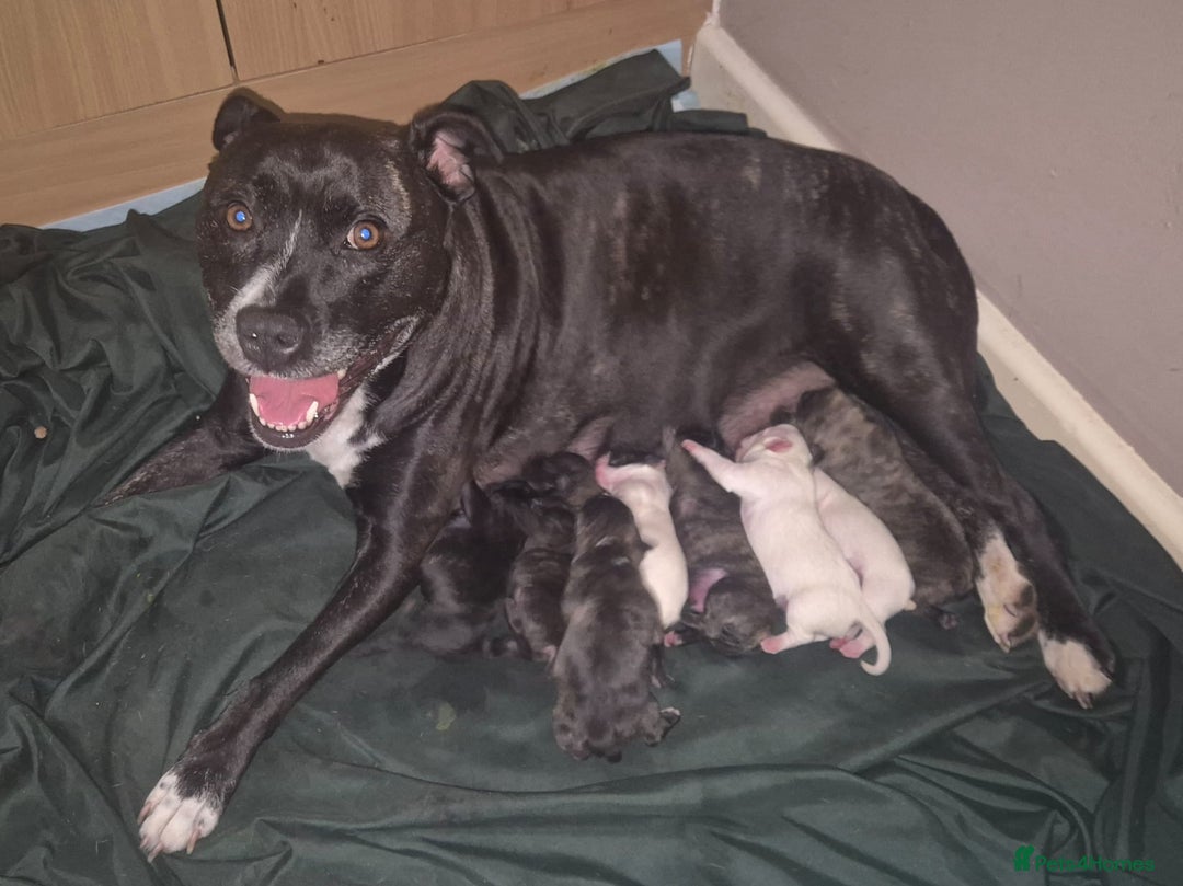 Mixed Breed dogs for sale: Frenchie cross Staffie Pups - Image 2