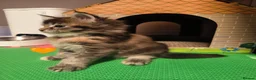 Maine Coon cats for sale: Beautiful Maine coon kittens  - Advert 7