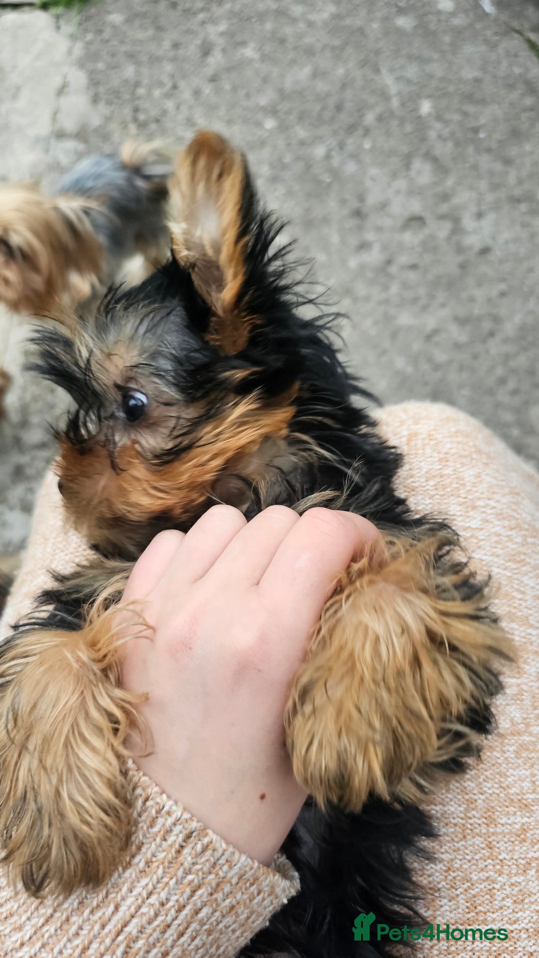 Yorkshire Terrier dogs for sale: 1 Male , Miniature Yorkshire  in Manchester - Image 26