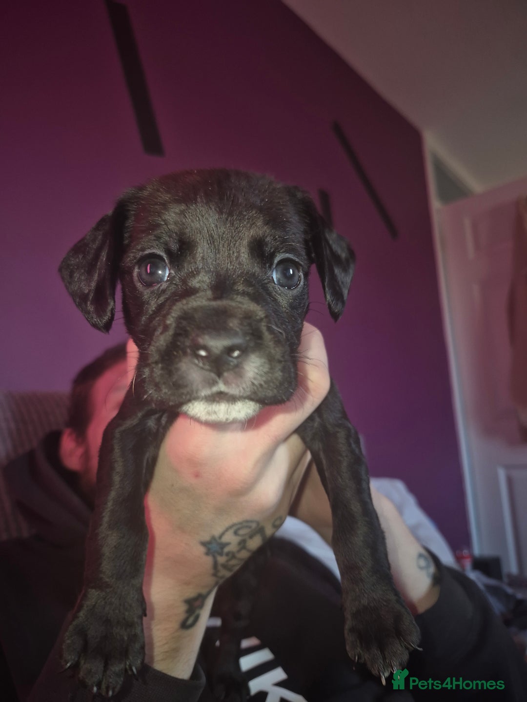 Mixed Breed dogs for sale: Bullmastiff x Springer Spaniel Puppies - Advert 27