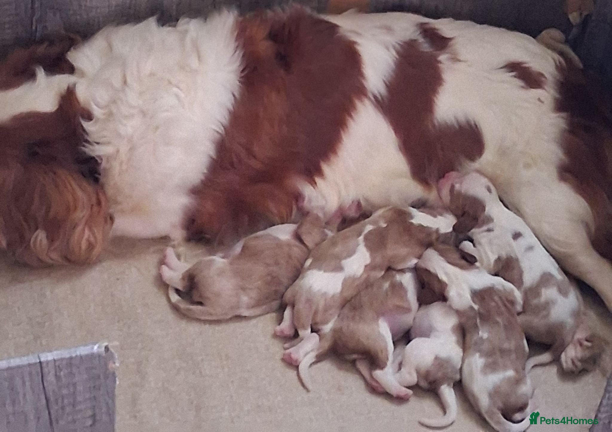 Cavalier King Charles Spaniel dogs Cavalier king Charles health tested parents  - Advert 1