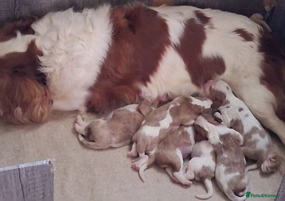 Cavalier King Charles Spaniel dogs for sale: Cavalier king Charles health tested parents  - Advert 1