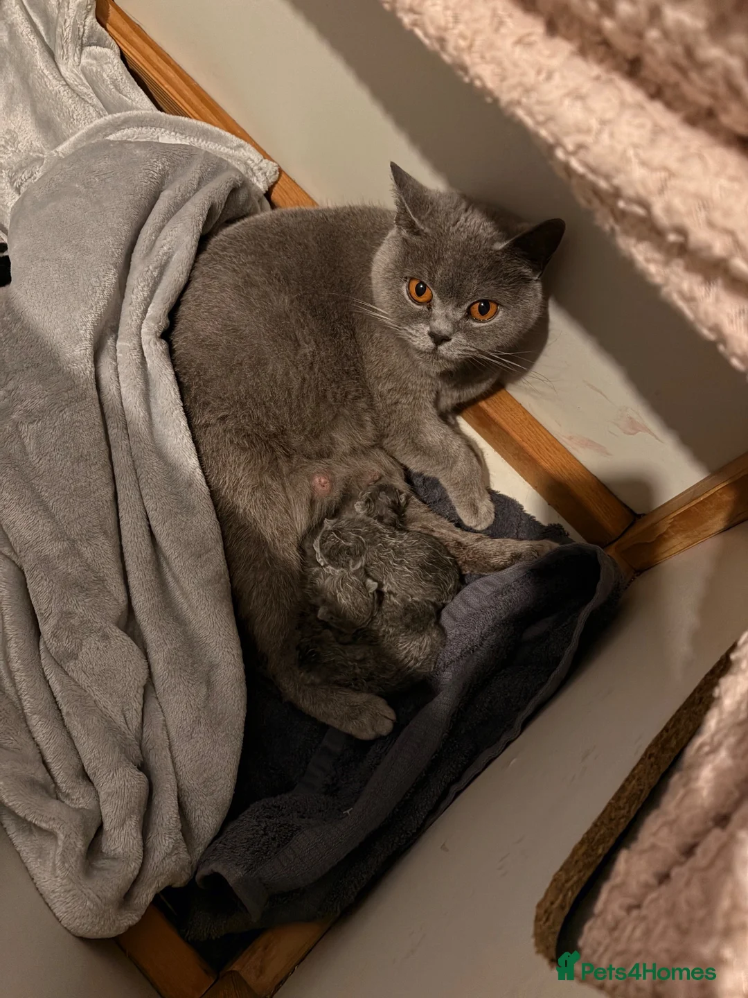 British Shorthair cats for sale: Chunky British Shorthair Kittens - Advert 2