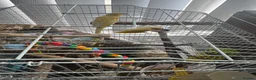 Canaries birds for sale: Connery - Advert 4
