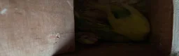 Budgerigars birds for sale: Baby budgies for sale Wigan  - Advert 4