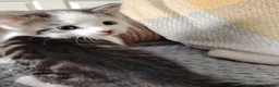 Domestic Shorthair cats for sale: Beautiful Shorthair Kittens Ready for Loving Homes in Bradford - Advert 6