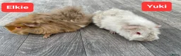Guinea Pig rodents for sale: Aby type pet boars - Advert 11