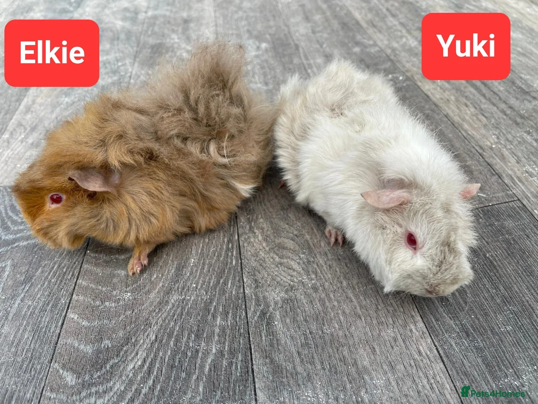Guinea Pig rodents for sale: Aby type pet boars - Advert 11