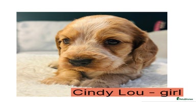 Cocker Spaniel dogs 6 Cocker Spaniel puppies for sale - Advert 6