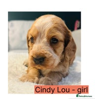 Cocker Spaniel dogs 6 Cocker Spaniel puppies for sale - Advert 1