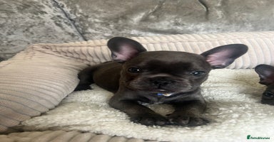French Bulldog dogs - Advert 3