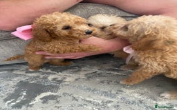 Jackapoo dogs for sale: Cream jackapoos f1b short legged  - Image 8