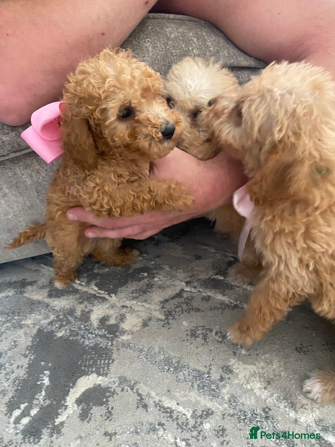 Jackapoo dogs for sale: Cream jackapoos f1b short legged  - Image 8