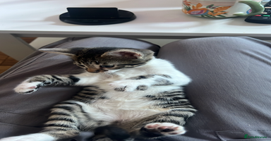 Bengal cats - Advert 3