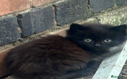 Mixed Breed cats for sale: Fluffy kittens READY NOW - Image 3