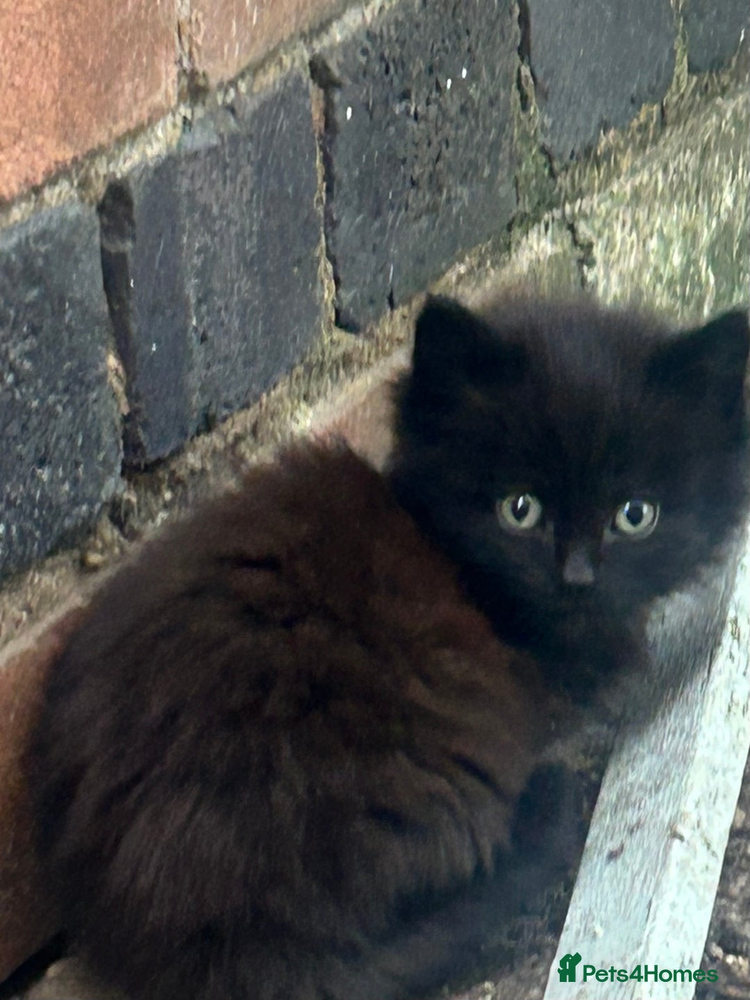 Mixed Breed cats for sale: Fluffy kittens READY NOW - Image 3