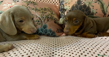 Miniature Dachshund dogs Miniature Dachshund puppies for sale  - Advert 8