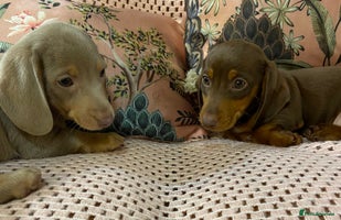 Miniature Dachshund dogs Miniature Dachshund puppies for sale - Advert 8