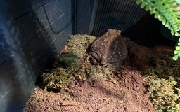 Toad reptiles for sale: FEMALE CANE/SURINAME TOAD & SET UP - Advert 2