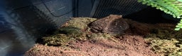 Toad reptiles for sale: FEMALE CANE/SURINAME TOAD & SET UP - Advert 2