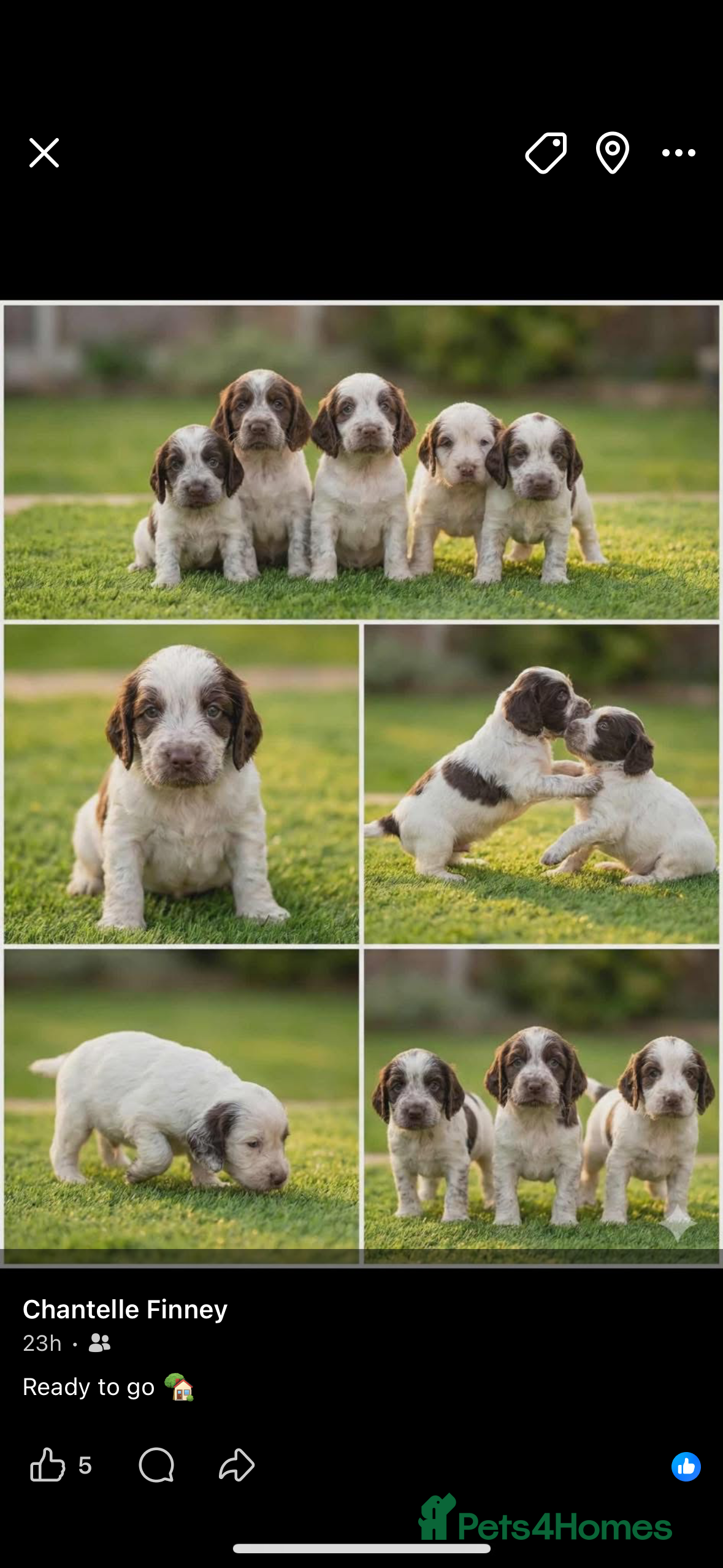 Cocker Spaniel dogs Cocker spaniel  - Advert 8