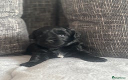 Mixed Breed dogs for sale: 6 beautiful havapoo’s - Image 8