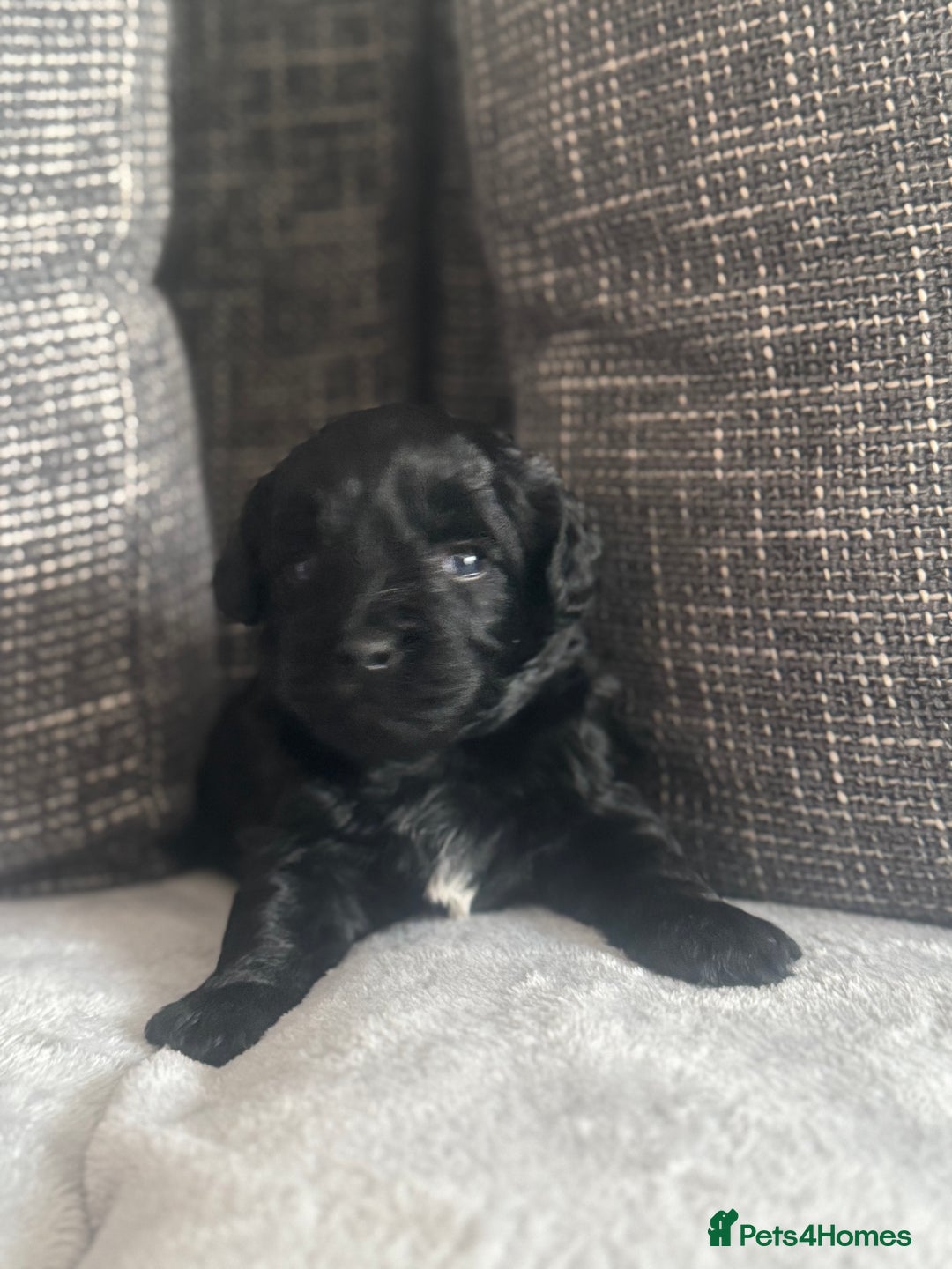 Mixed Breed dogs for sale: 6 beautiful havapoo’s - Image 8