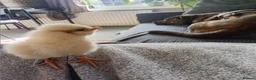 Chickens poultry for sale: Polish chickens 3 day old and two barnyard mixes  in Boldon Colliery - Advert 5