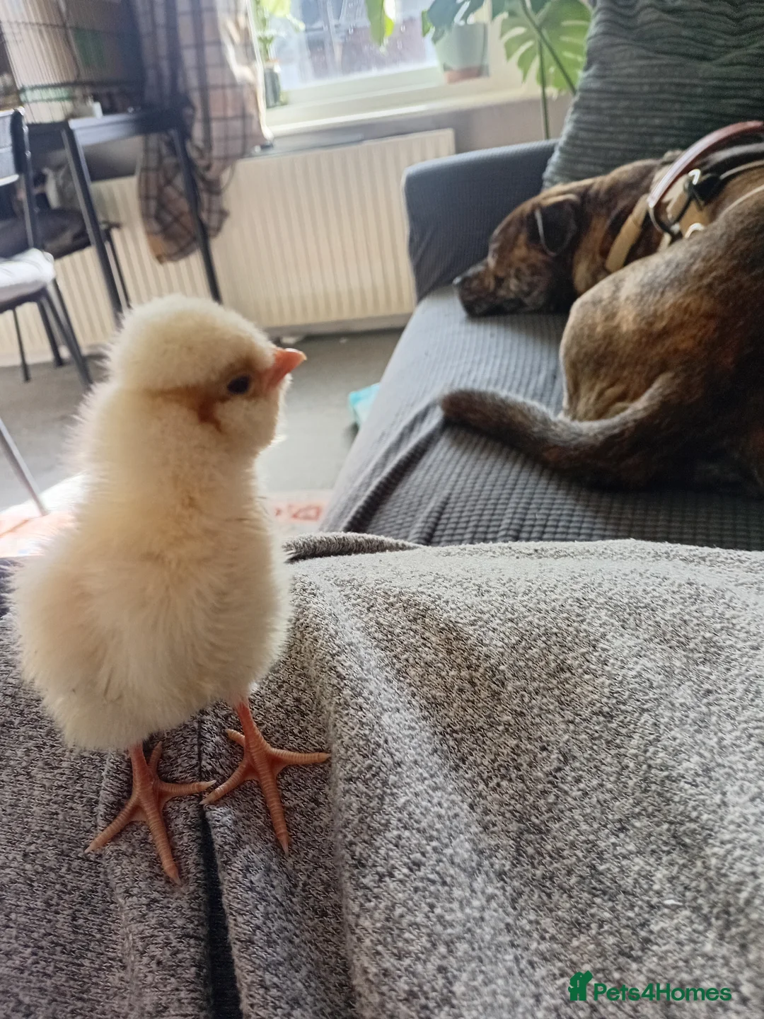 Chickens poultry for sale: Polish chickens 3 day old and two barnyard mixes  in Boldon Colliery - Advert 5