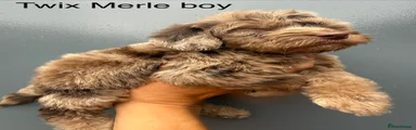 🐶 Puppy 1 – Twix (Chocolate Merle Boy)