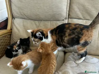 Mixed Breed cats Kittens for sale - Advert 9