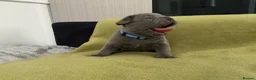 French Bulldog dogs for sale: French bulldog  - Advert 12