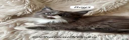 Maine Coon cats for sale: Blue Smoke Maine Coon Kittens - Registered - Advert 9