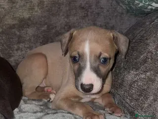 Whippet dogs Whippet pups - Advert 16