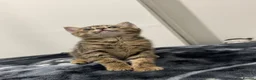 Mixed Breed cats for sale: Kittens for sale!  - Advert 10