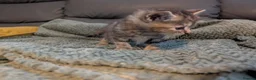 Mixed Breed cats for sale: Adorable kittens looking for forever home  in Pershore - Advert 28